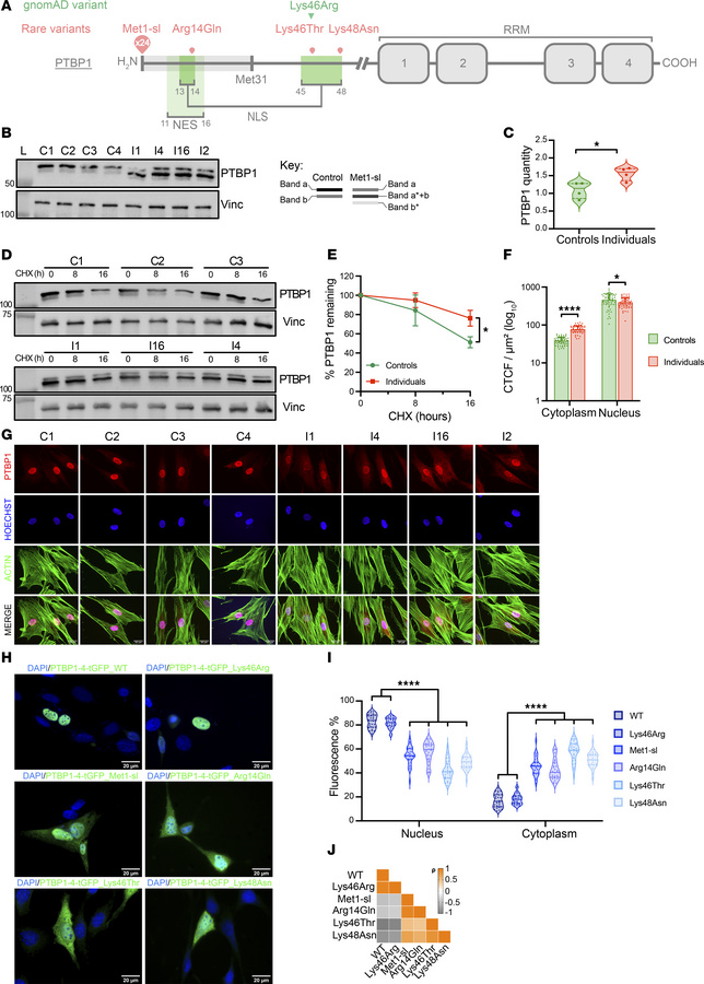 Altered nucleocytoplasmic distribution of PTBP1 mutants.
(A) PTBP1 varia...