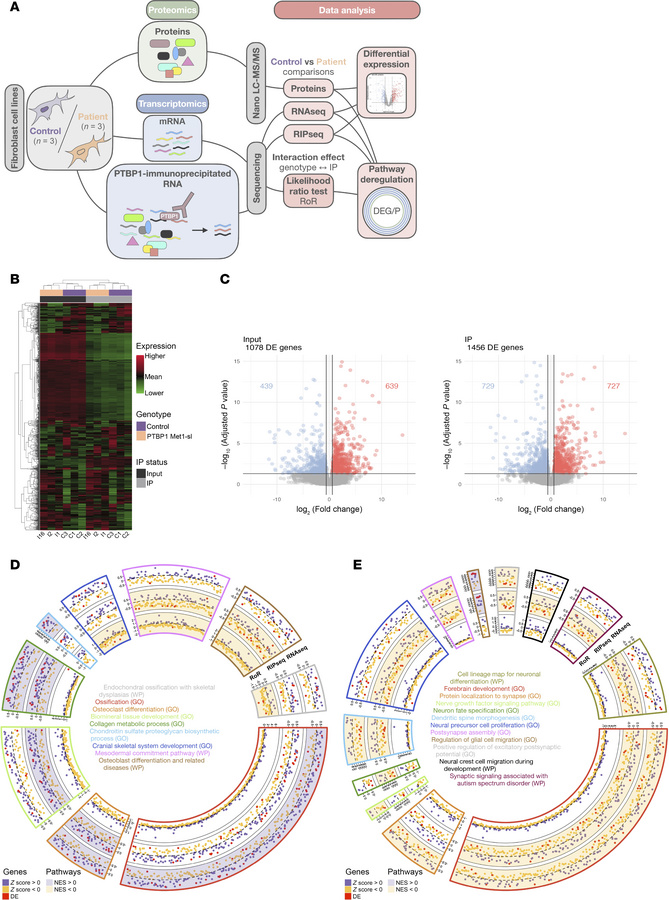 Integrated analysis of patient-derived fibroblasts with start-loss PTBP1...
