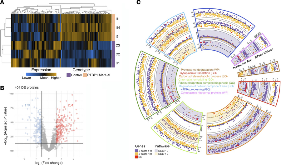 Proteomic dysregulation in fibroblasts from individuals with start-loss ...