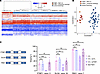 Molecular characterization of pathogenic PTBP1 variants.