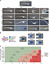 Phenotypic analysis of zebrafish embryos injected with human PTBP1 mRNA at