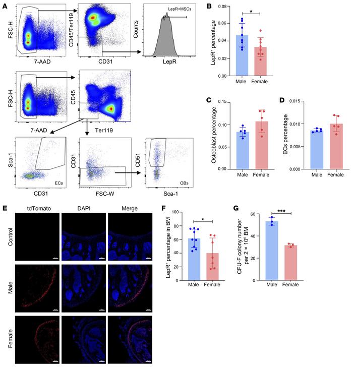Sexual dimorphism in the BM niche.
(A) Representative FACS analysis of s...