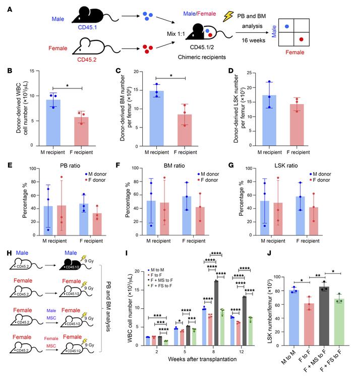 Male stroma promotes engraftment through a niche-extrinsic mechanism.
(A...