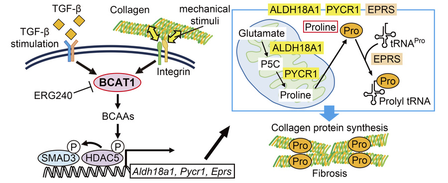 graphical abstract
