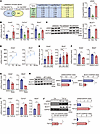 BCAT1 expression is induced in myofibroblasts by mechanical stimulation and