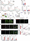 Bcat1 expression is specifically induced in a substantial subset of protomy
