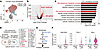 Aldh18a1, Pycr1, and Eprs expression is enriched in fibrogenic fibroblast–l