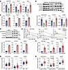 Aldh18a1, Pycr1, and Eprs expression is induced by mechanical stimulation a