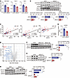 BCAT1 increases protein levels of collagen via proline biosynthesis in prot