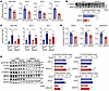 BCAT1 increases the expression levels of Aldh18a1, Pycr1, and Eprs in proto