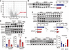 BCAT1 increases the phosphorylation of HDAC5 at Ser488 in protomyofibroblas