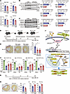 ERG240 treatment attenuates mouse cardiac fibrosis and improves cardiac fun