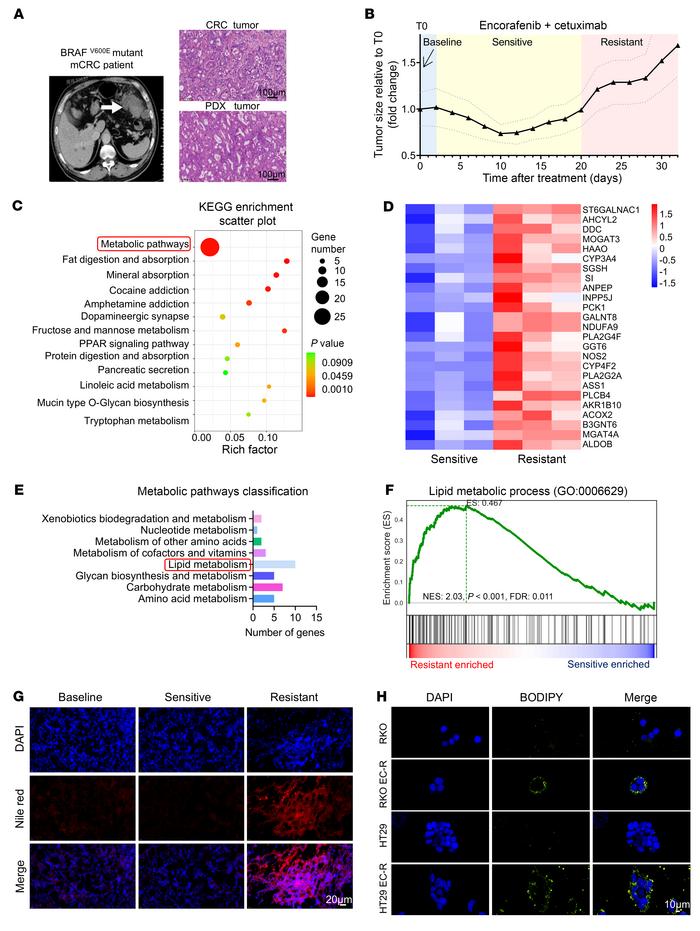 Encorafenib- and cetuximab-resistant BRAFV600E-mutant mCRC tumors exhibi...