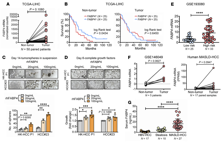 Clinical relevance of FABP4 in HCC.
(A) FABP4 expression in paired non-t...