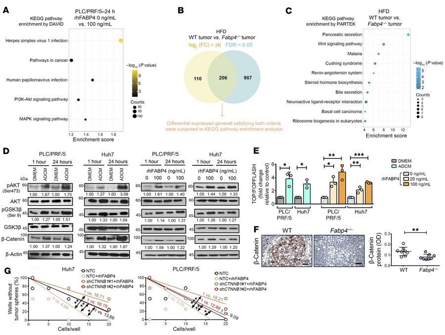 FABP4 activates the PI3K/AKT/Wnt/β-catenin signaling pathway.
(A) RNA-se...