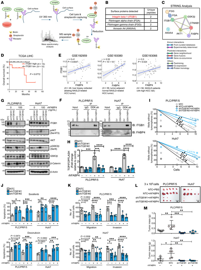 ITGB1 was identified as a receptor of exogenous FABP4 that mediates CSC ...