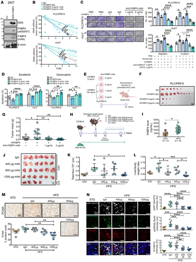 The effect of the anti-FABP4 mAb on CSC properties and tumor suppression...