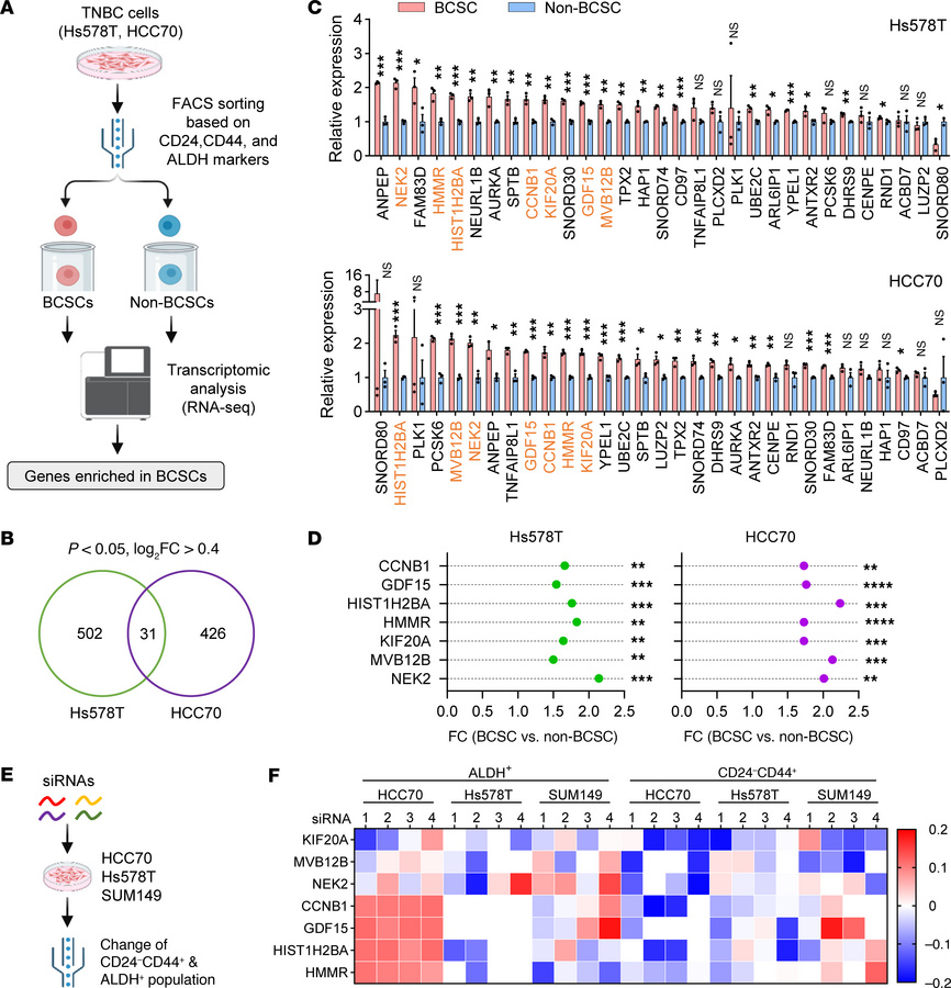 Identification of key regulators in breast cancer stem cells.
(A) Experi...