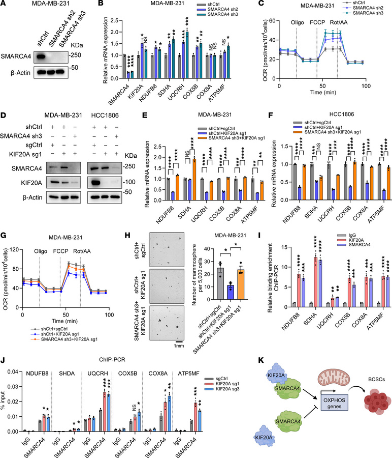 KIF20A controls OXPHOS genes and BCSCs through SMARCA4.
(A–C) Immunoblot...