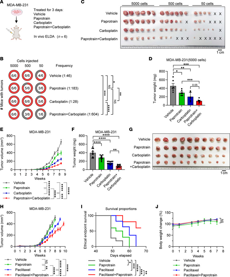 Paprotrain treatment sensitizes TNBC tumor model to chemotherapy.
(A–D) ...