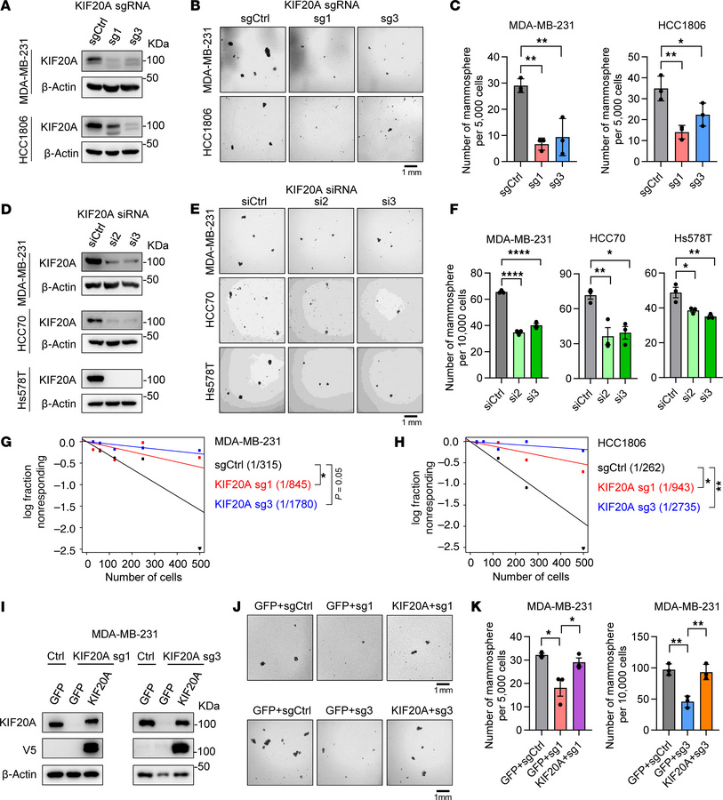KIF20A depletion decreases BCSC self-renewal and expansion in vitro.
(A–...