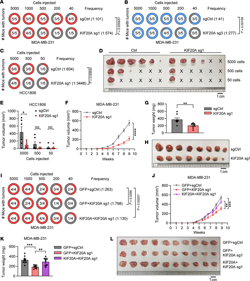 KIF20A depletion decreases BCSC self-renewal and TNBC tumorigenesis in v...