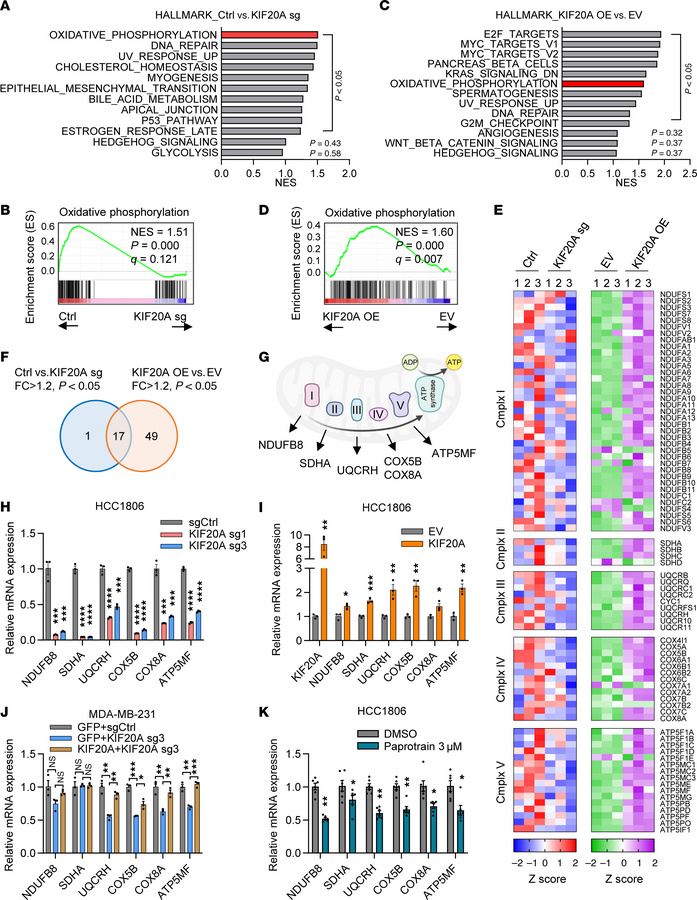 KIF20A affects the expression of mitochondrial OXPHOS genes.
(A–D) Gene ...