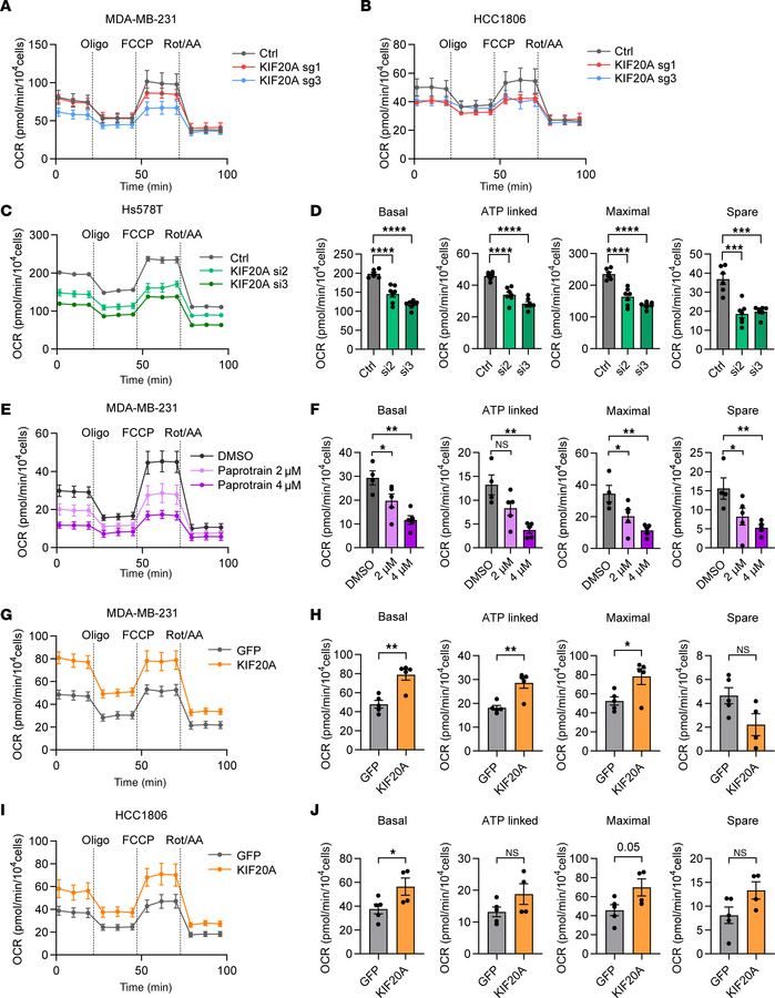 KIF20A controls mitochondrial OXPHOS.
(A and B) Measurement of oxygen co...