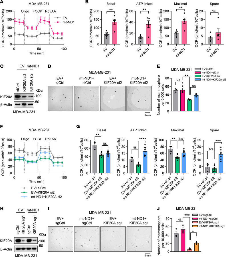 OXPHOS restoration by mt-ND1 rescues decreased BCSC self-renewal ability...