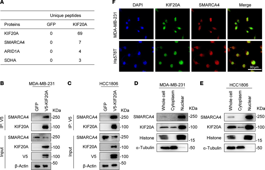 KIF20A interacts with SMARCA4.
(A) Top hits of KIF20A binding proteins i...