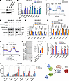 KIF20A controls OXPHOS genes and BCSCs through SMARCA4.