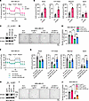 OXPHOS restoration by mt-ND1 rescues decreased BCSC self-renewal ability by