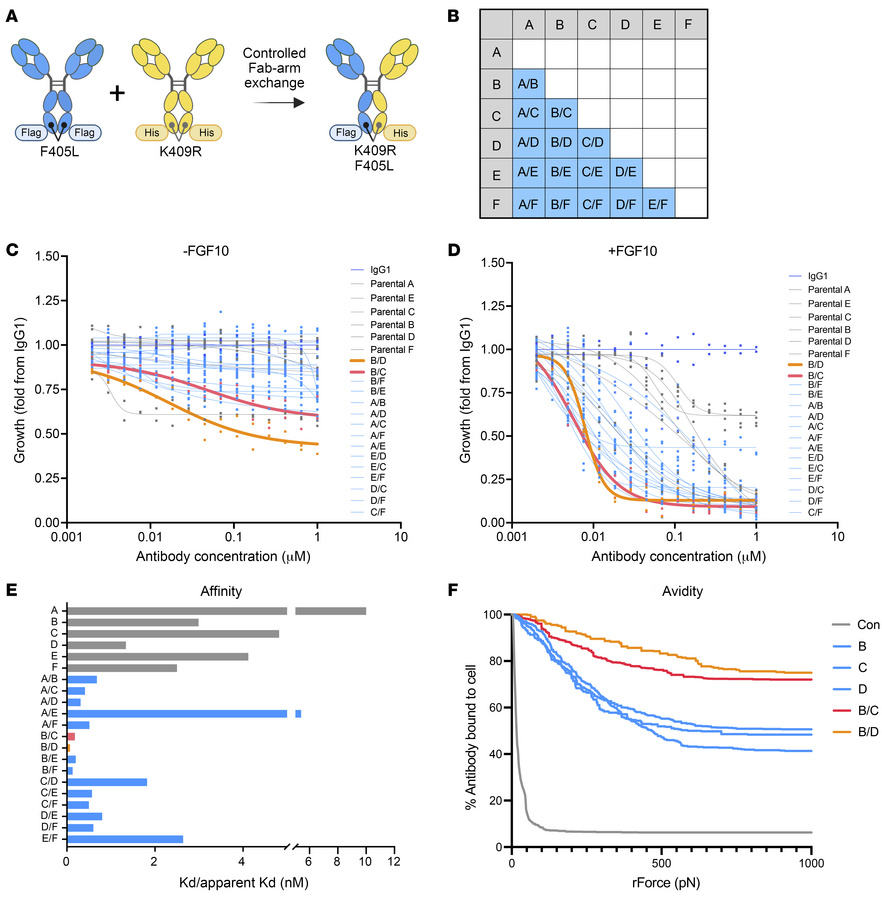 Identification of potent tumor growth–inhibiting biparatopic antibodies ...