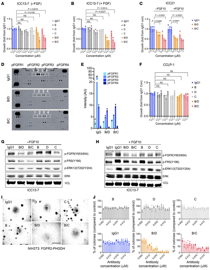 Biparatopic antibodies show superior inhibition of growth and transforma...