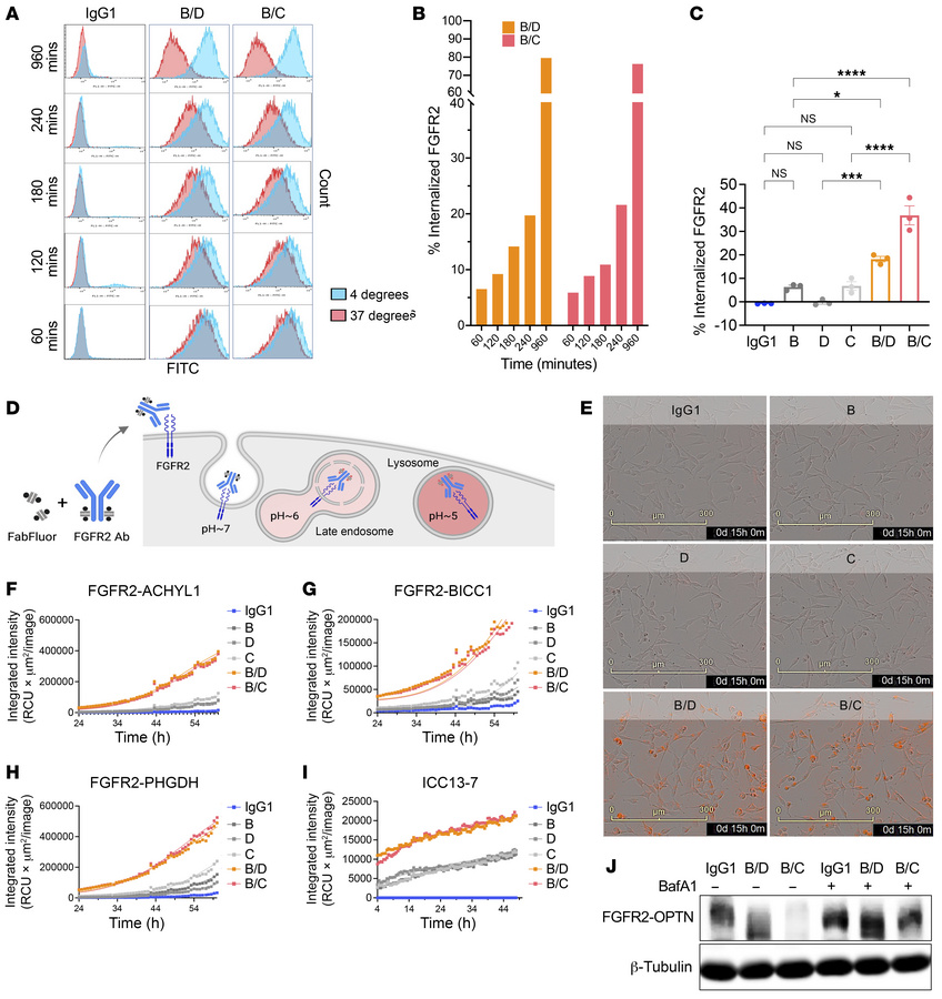 The biparatopic antibodies promote receptor internalization and lysosoma...