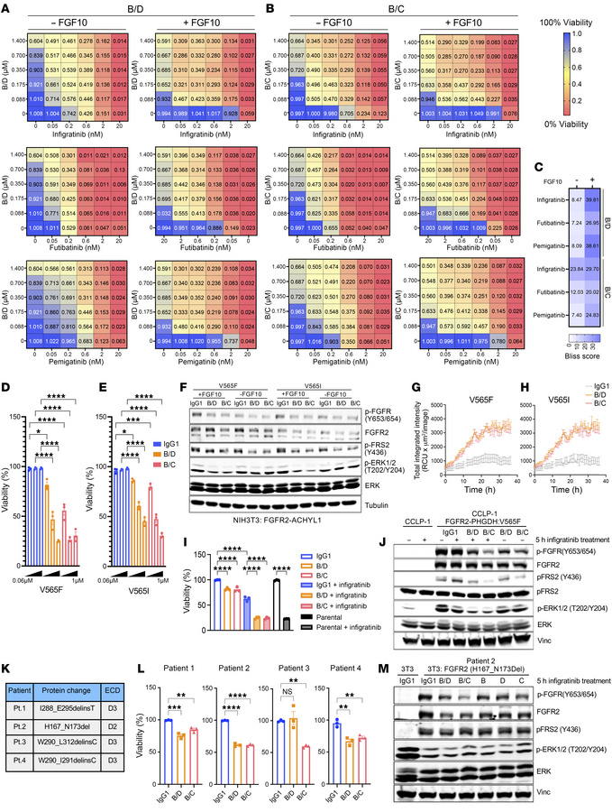 Combinations of biparatopic antibodies with FGFR inhibitors.
(A and B) B...