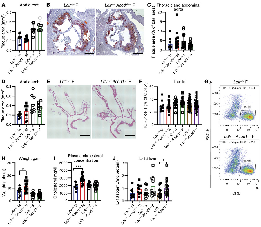 
Acod1 deletion has no effect on atherosclerosis but shows sex-dependent...