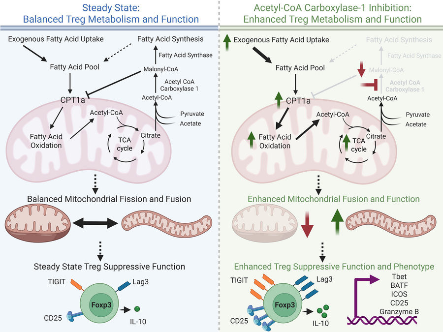 graphical abstract