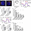 Inhibition of mitochondrial fusion abrogates the beneficial effects of FA s