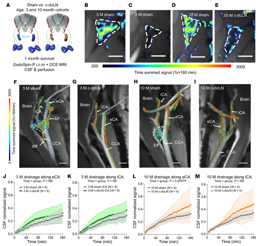 Evidence of dcLN drainage impairment in young and middle-aged rats.
(A) ...