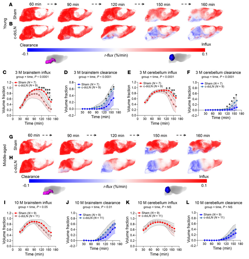 Accelerated solute clearance in rats with compromised dcLN drainage.
(A ...