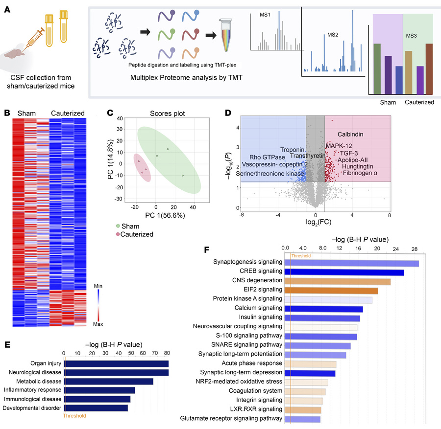 Inflammatory and degenerative signature in the CSF of young rats with co...