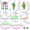 Chronic dcLN drainage impairment perturbs cerebral fluid homeostasis.
