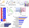 Inflammatory and degenerative signature in the CSF of young rats with compr