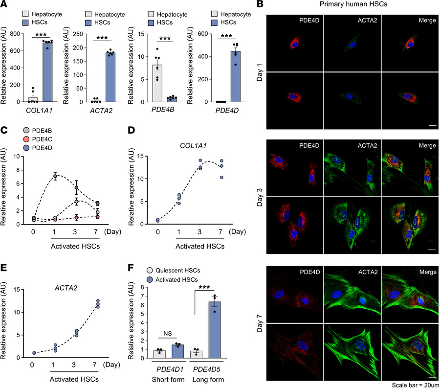 PDE4D is upregulated in culture-activated HSCs.
(A) Comparison of COL1A1...