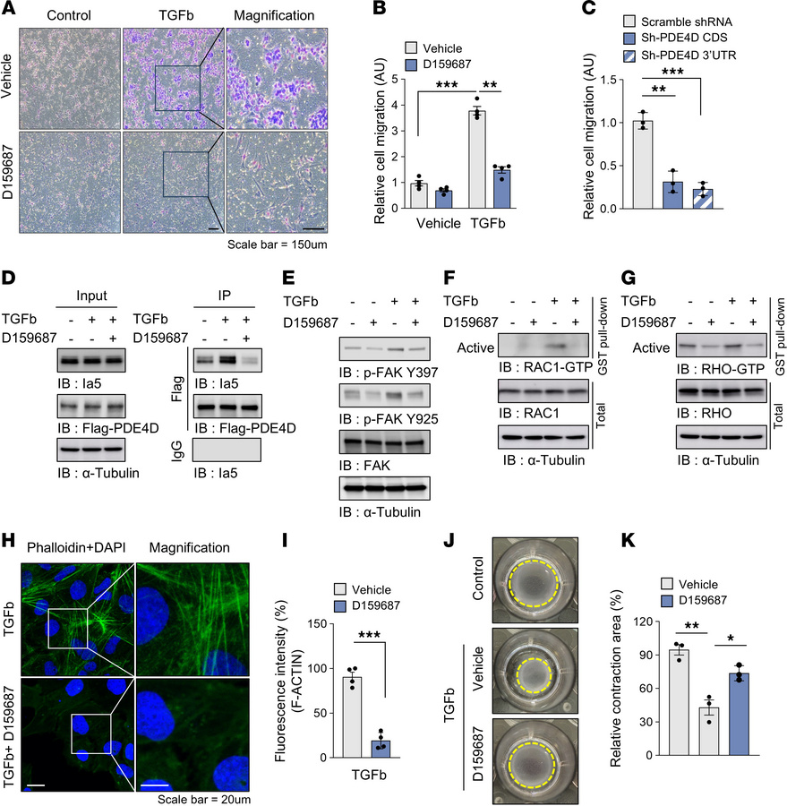 Pharmacological inhibition of PDE4D downregulates TGFb-induced HSC migra...
