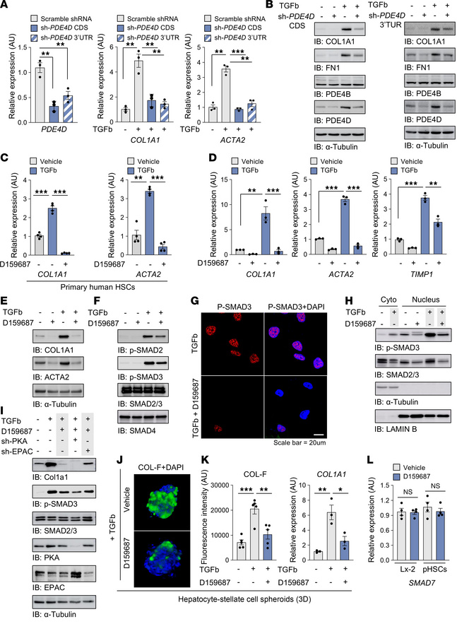 PDE4D upregulates profibrogenic genes in HSCs via regulating the SMAD si...