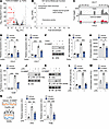 D159687 prevents monocyte recruitment by downregulating the CCL2 expression
