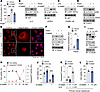 PDE4D is required for the proliferation and survival of HSCs.