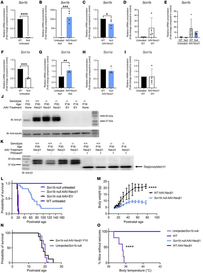 AAV-Navβ1 administration increases Scn1b and Scn1a mRNA and β1 protein a...